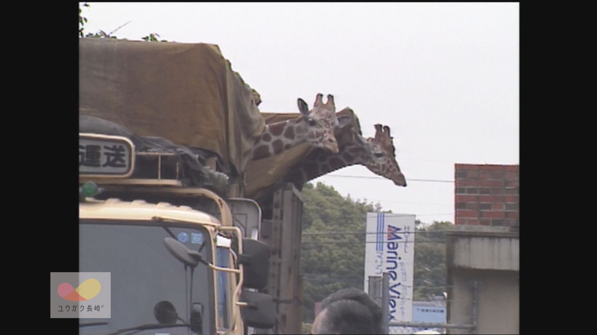 アミメキリン2 頭、石岳動植物園に仲間入り！多摩から佐世保まで1300キロの旅イメージ